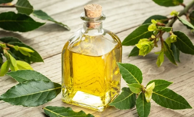 olio-essenziale-di-alloro