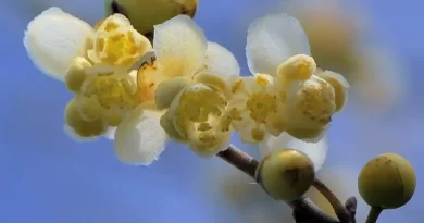 olio-essenziale-di-litsea