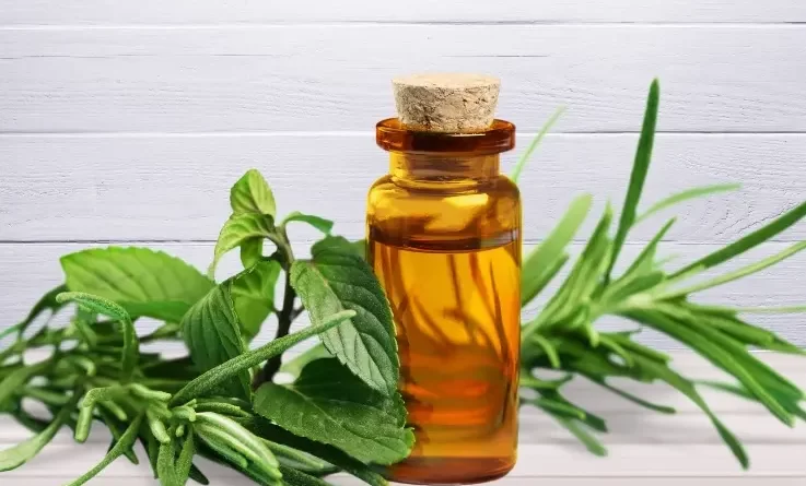 olio-essenziale-di-tea-tree
