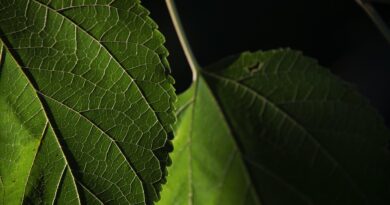 pianta-sonno-nasa